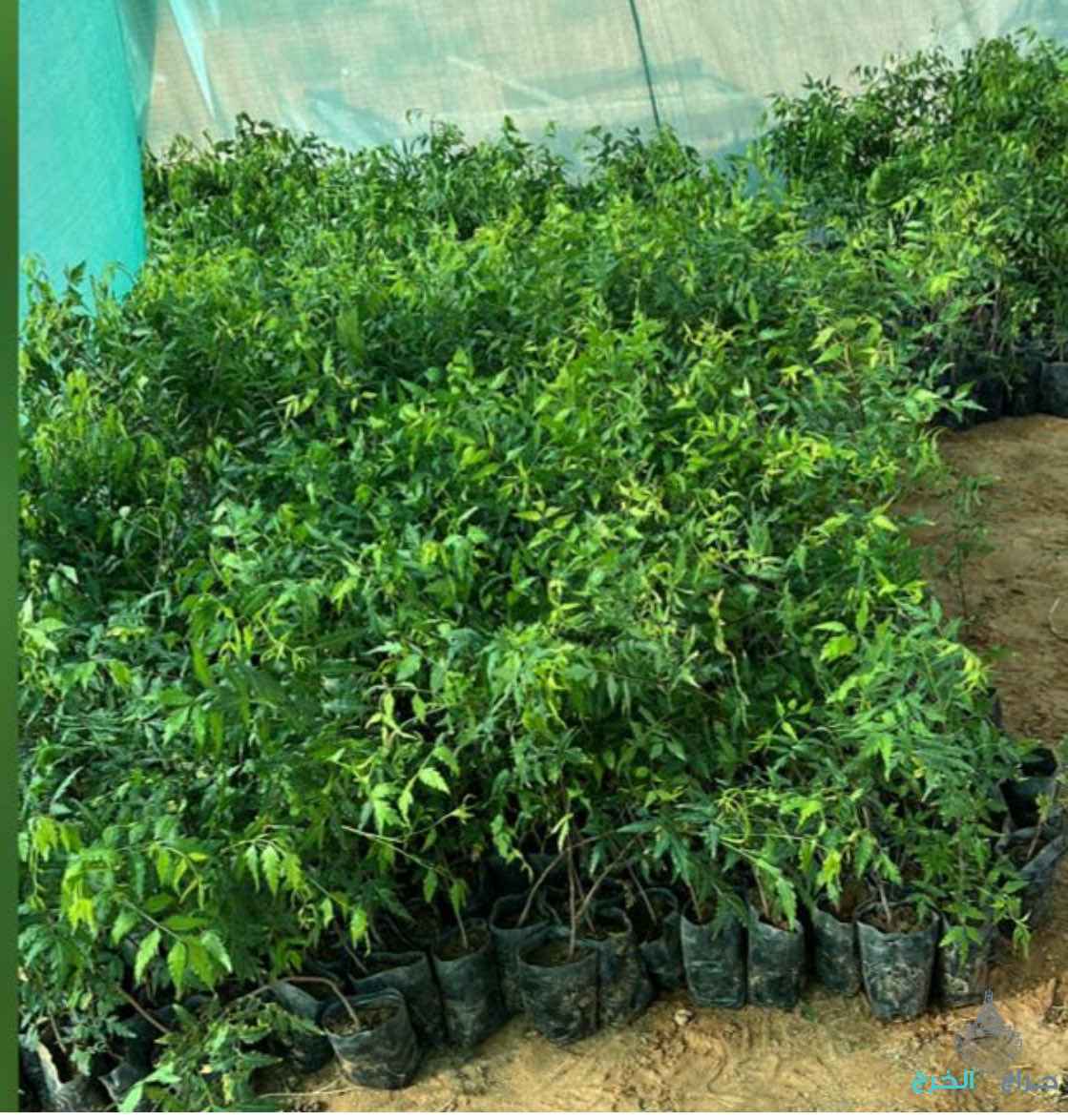 مشاتل الموعد ??☘️