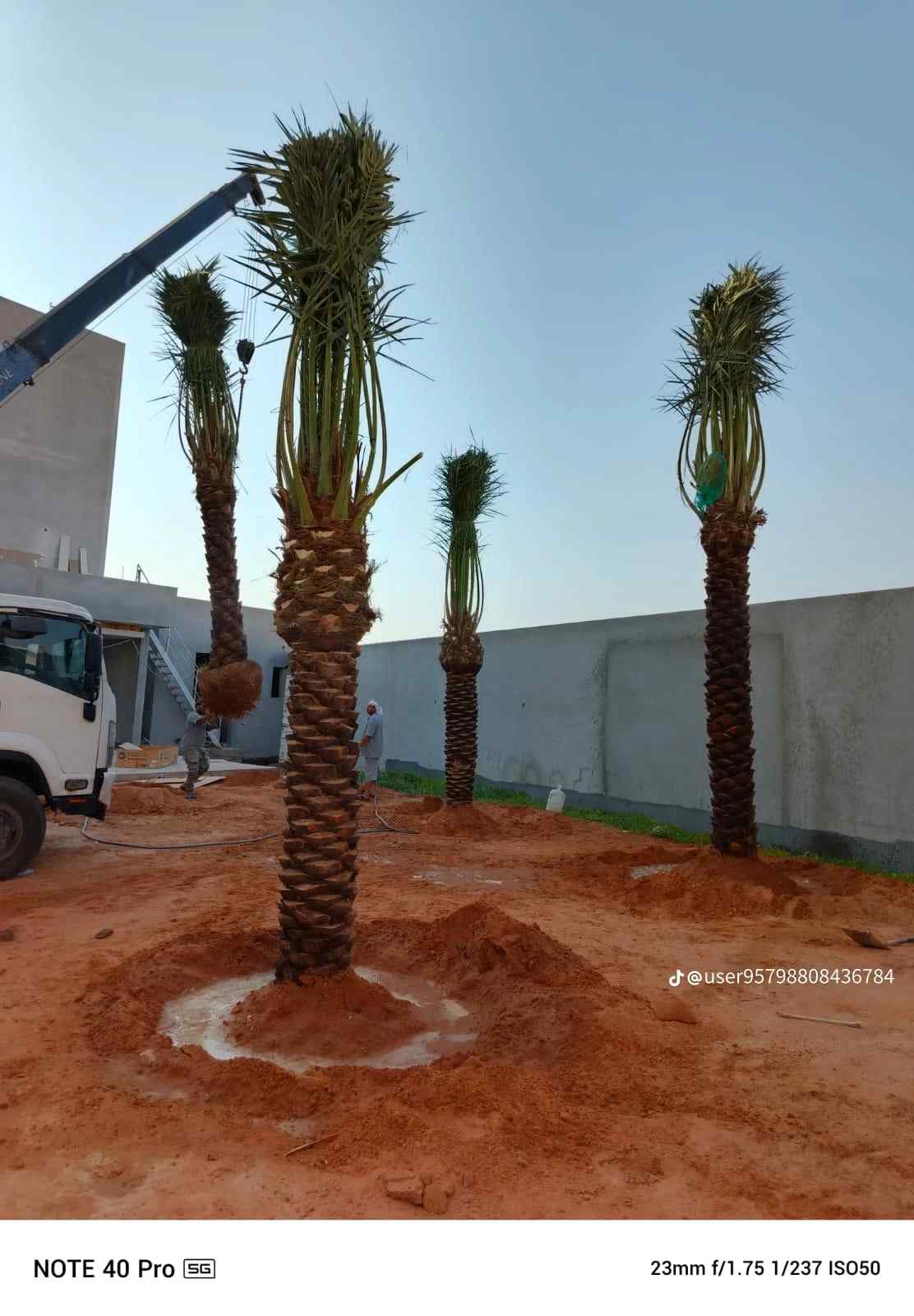 نخل مثمر نخيل نقايل إخلاص سكري برحي صقعي شيشي مجدول