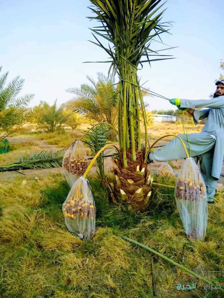 نخل مثمر نخيل نقايل إخلاص سكري برحي صقعي شيشي مجدول 