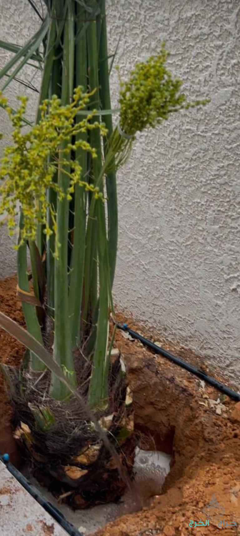 نخيل مثمر للبيع بجميع أنواعه ومقساته 