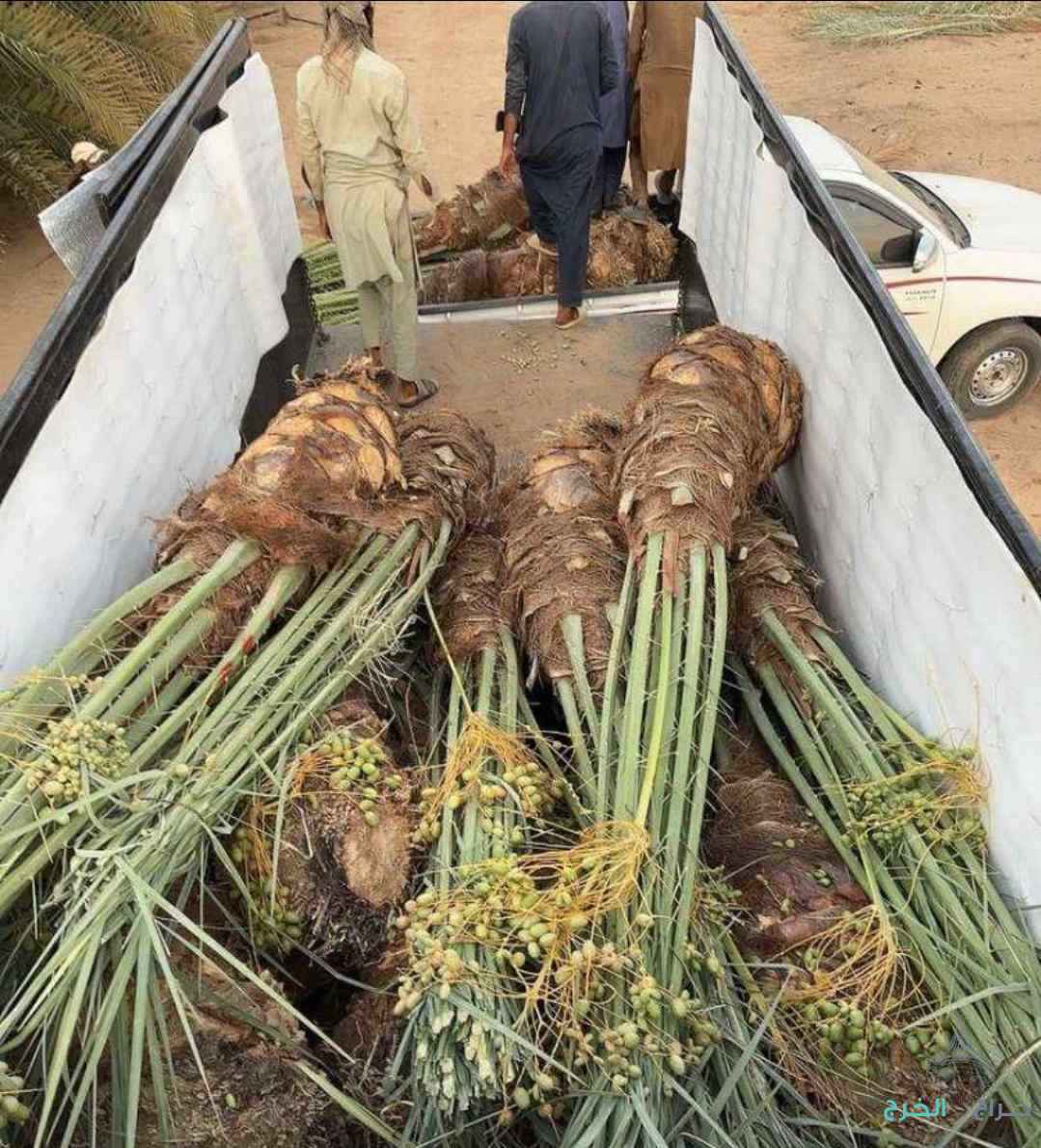 نخل مثمر نخيل نقايل إخلاص سكري برحي صقعي شيشي مجدول