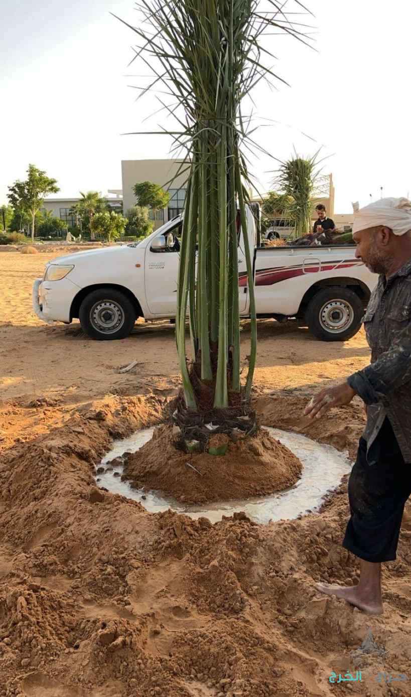 نخل مثمر نخيل نقايل إخلاص سكري برحي صقعي شيشي مجدول