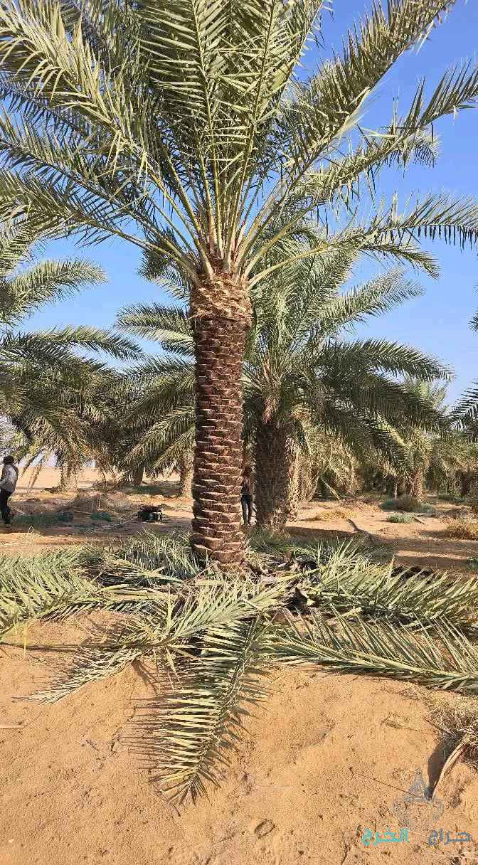 نخل مثمر نخيل نقايل إخلاص سكري برحي صقعي شيشي مجدول