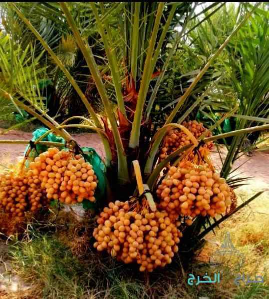 نخل مثمر نخيل نقايل واشنطني إخلاص سكري برحي صقعي 
