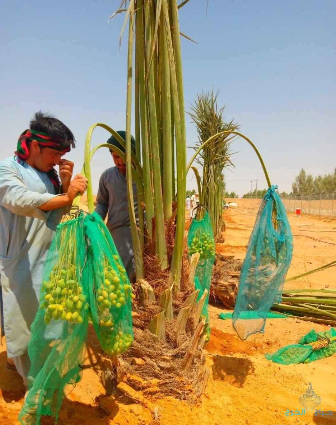 نخل مثمر نقايل نخل واشنطني إخلاص عجوة صقعي سكري برحي هلالي 