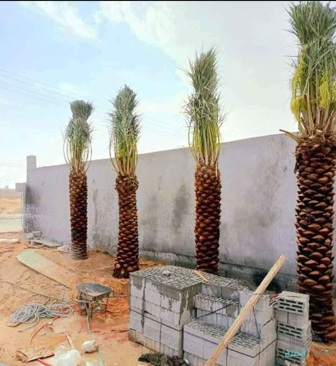 نخل مثمر نقايل نخل واشنطني إخلاص عجوة صقعي سكري برحي هلالي 