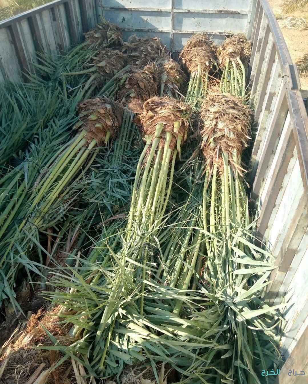 نخل مثمر نقايل نخل واشنطني إخلاص عجوة صقعي سكري برحي هلالي 