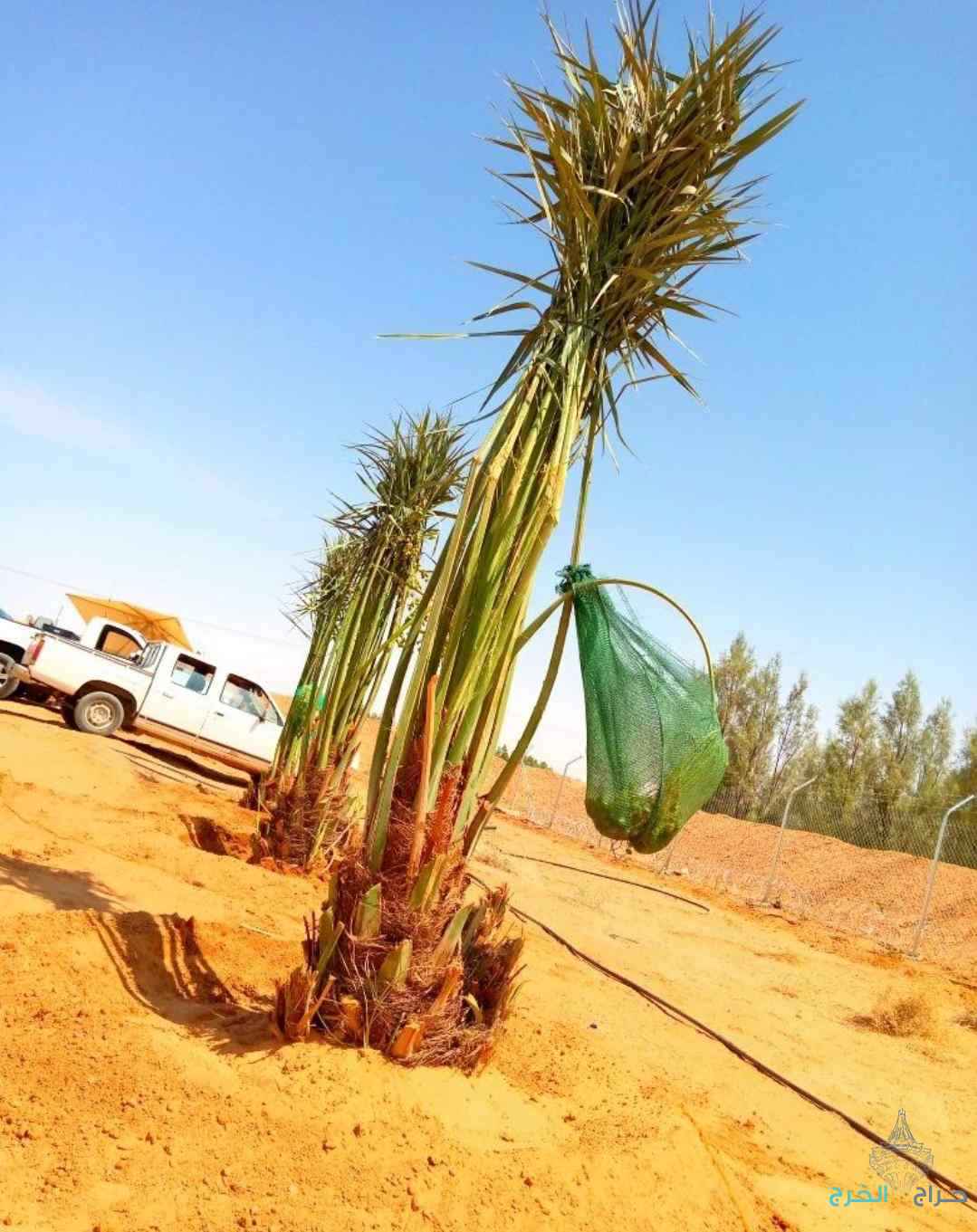 نخل مثمر نقايل نخل واشنطني إخلاص عجوة صقعي سكري برحي هلالي 