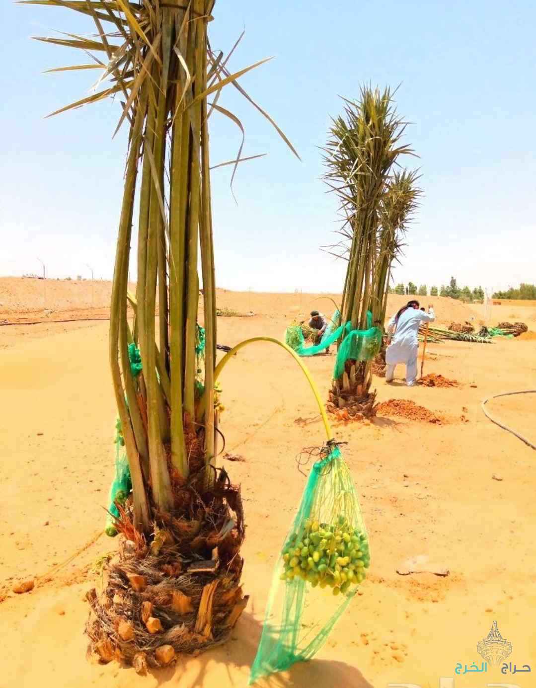 نخل مثمر نقايل نخل واشنطني إخلاص عجوة صقعي سكري برحي هلالي 