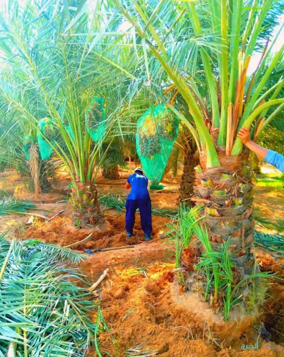 نخل مثمر نقايل نخل واشنطني إخلاص عجوة صقعي سكري برحي هلالي 
