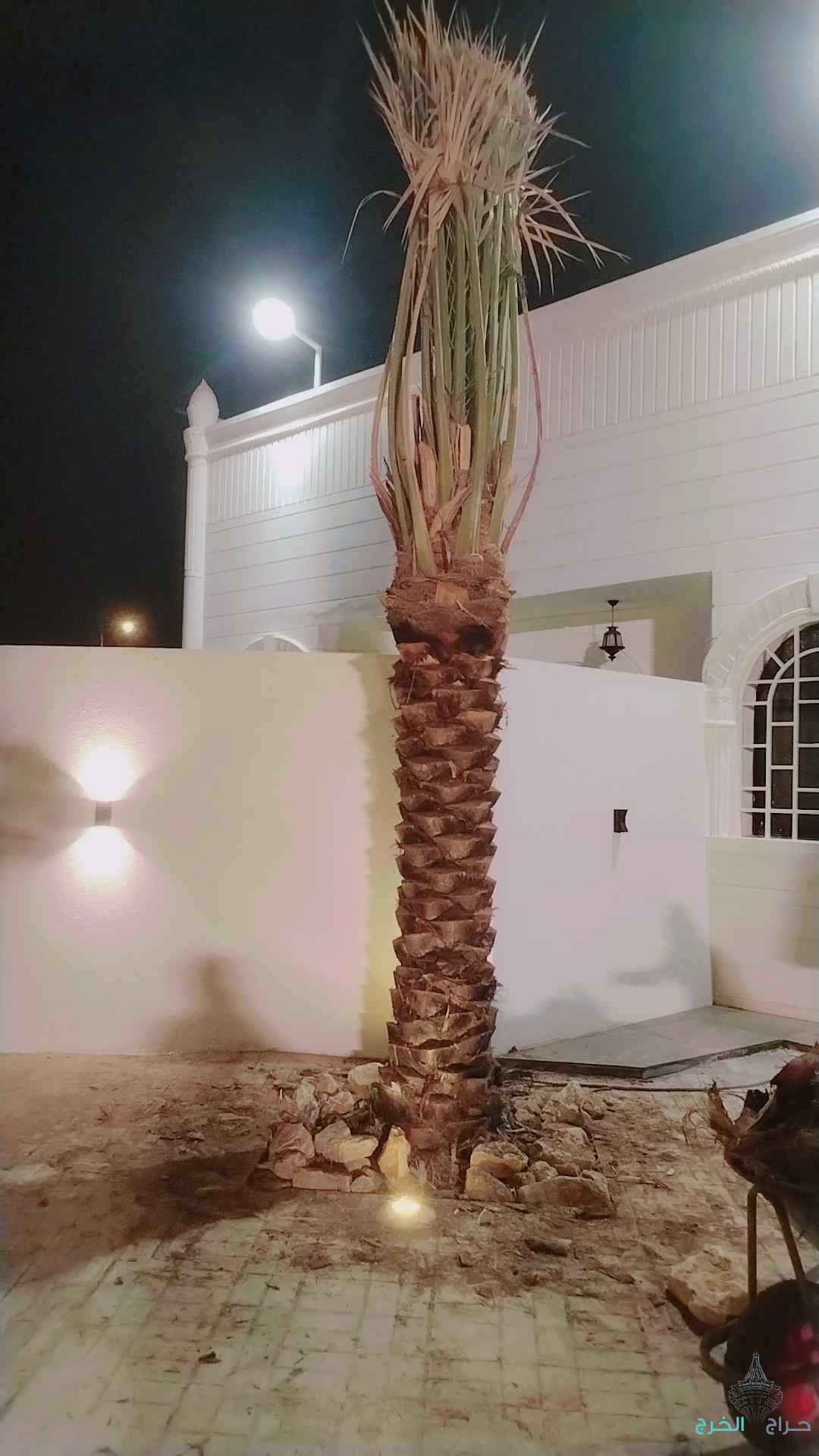 نخل عربي مثمر خلاص برحي سكري شيشي هلالي صقعي مجدوله شبيبي عجوه ونخل زينه واشنطني أمريكي 