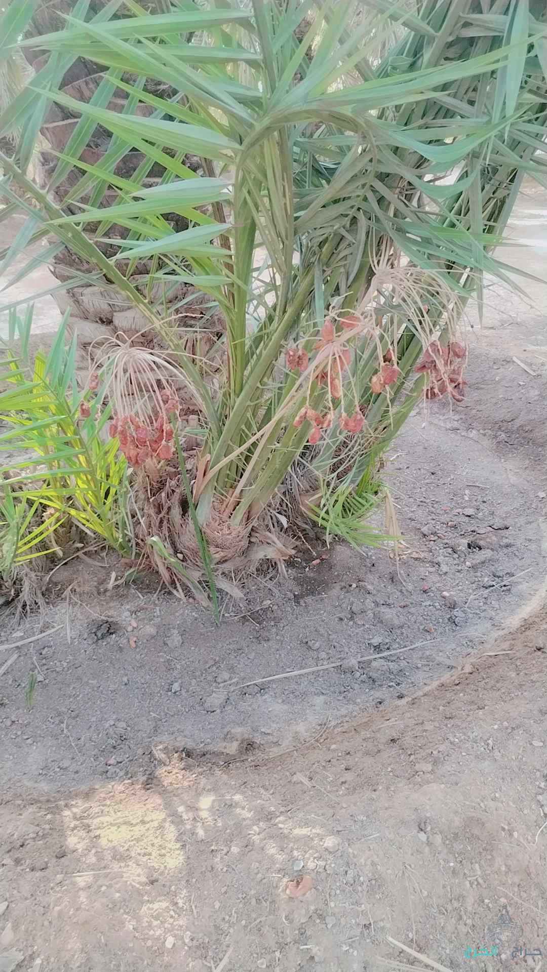 نخل عربي مثمر خلاص برحي سكري شيشي هلالي صقعي مجدوله شبيبي عجوه ونخل زينه واشنطني أمريكي 
