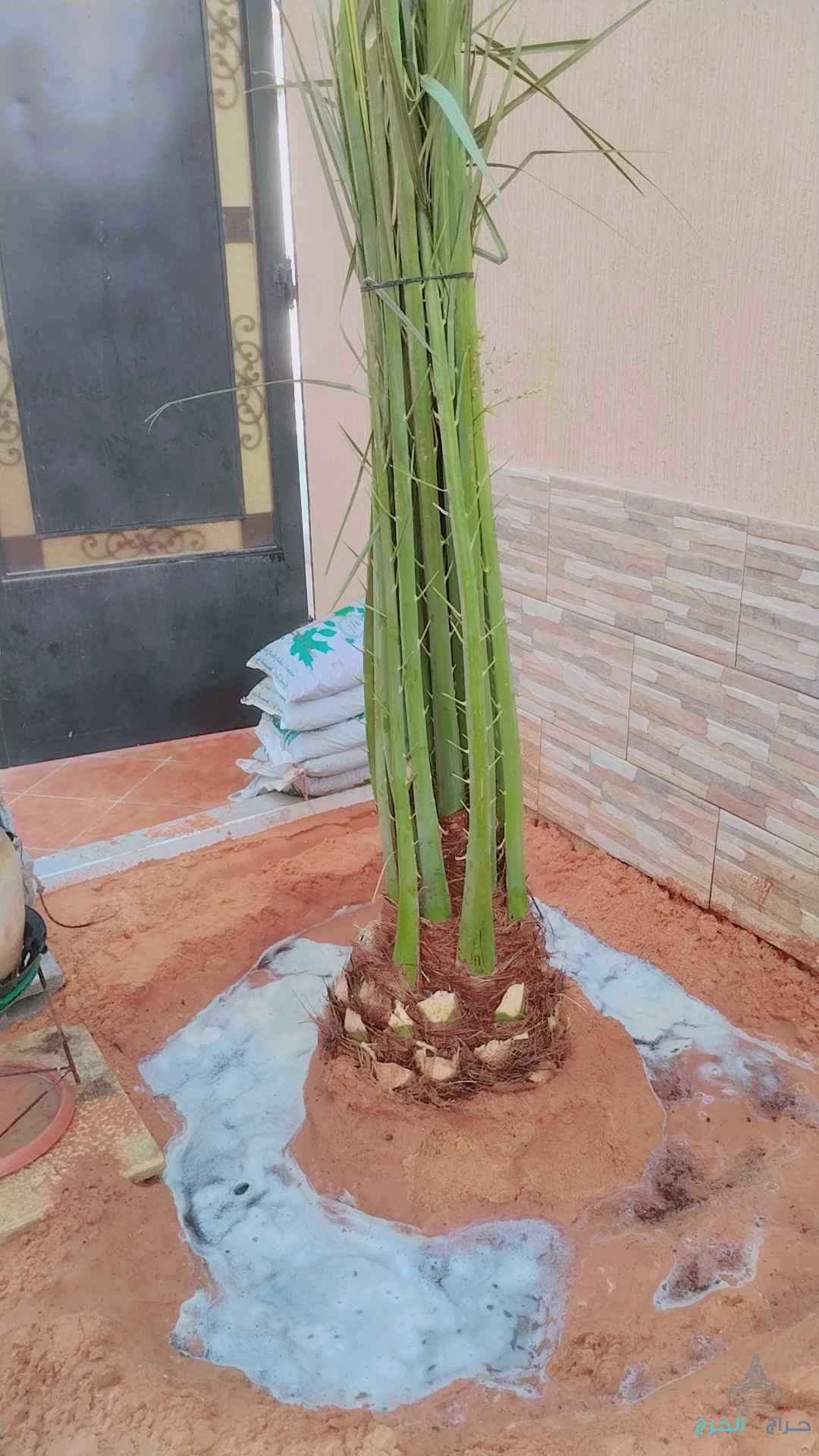 نخل عربي مثمر خلاص برحي سكري شيشي هلالي صقعي مجدوله شبيبي عجوه ونخل زينه واشنطني أمريكي 