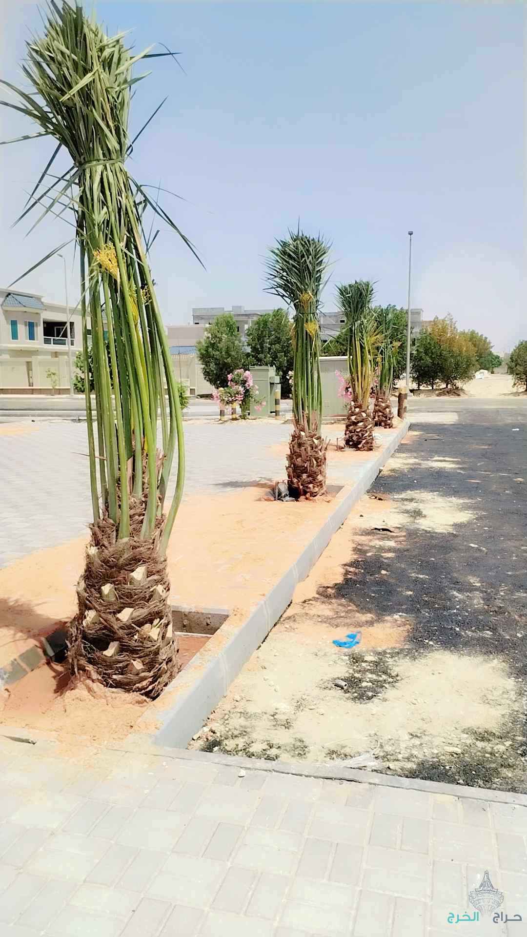 نخل عربي مثمر خلاص برحي سكري شيشي هلالي صقعي مجدوله شبيبي عجوه ونخل زينه واشنطني أمريكي 