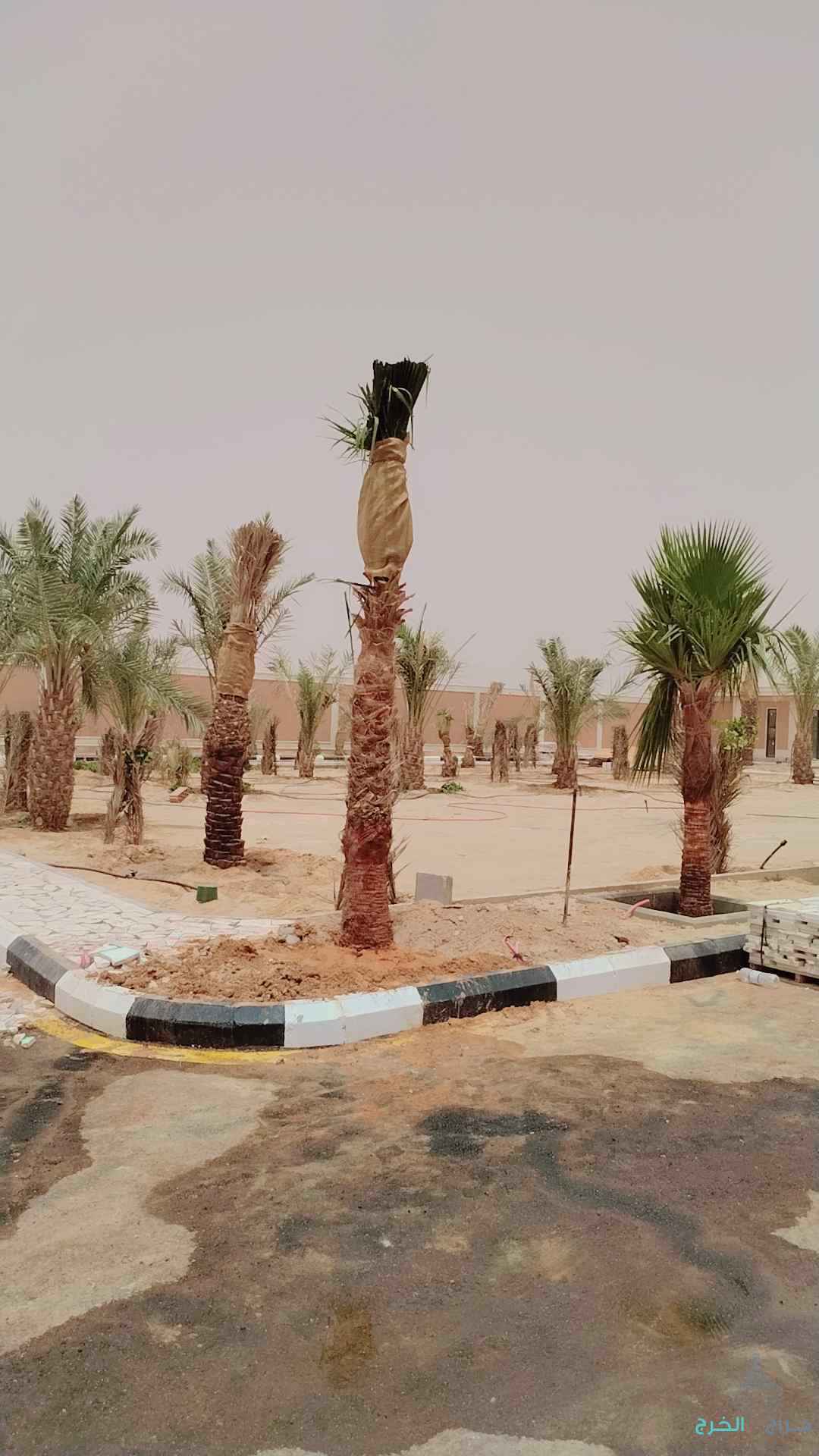 نخل عربي مثمر خلاص برحي سكري شيشي هلالي صقعي مجدوله شبيبي عجوه ونخل زينه واشنطني أمريكي 