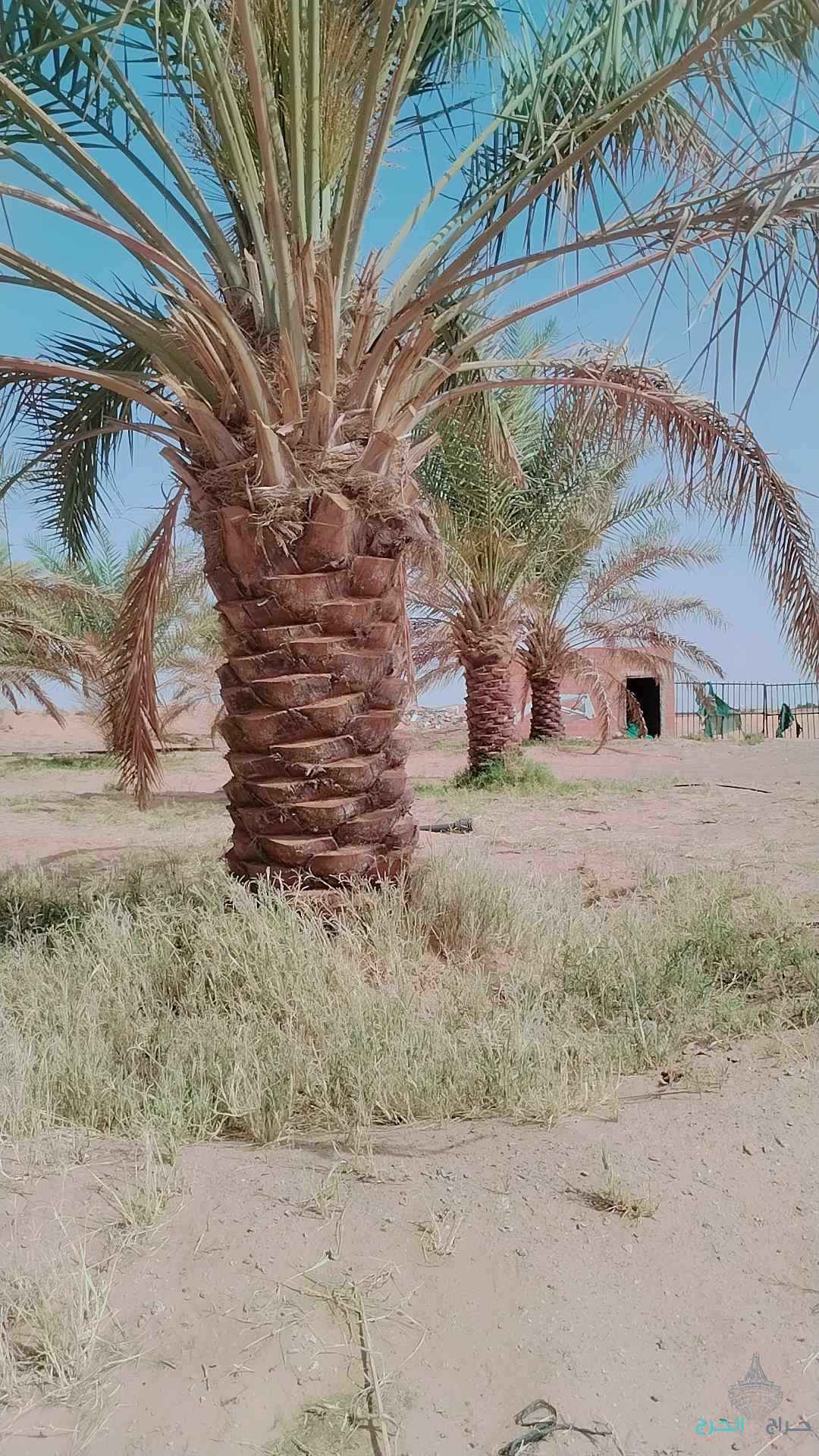 نخل عربي مثمر خلاص برحي سكري شيشي هلالي صقعي مجدوله شبيبي عجوه ونخل زينه واشنطني أمريكي 