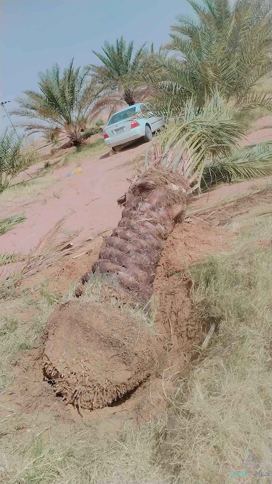 نخل عربي مثمر خلاص برحي سكري شيشي هلالي صقعي مجدوله شبيبي عجوه ونخل زينه واشنطني أمريكي 