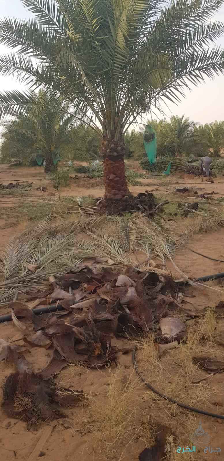 نخل عربي مثمر خلاص برحي سكري شيشي هلالي صقعي مجدوله شبيبي عجوه ونخل زينه واشنطني أمريكي 