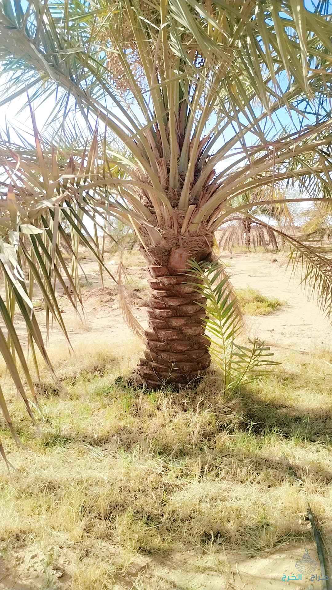 نخل عربي مثمر خلاص برحي سكري شيشي هلالي صقعي مجدوله شبيبي عجوه ونخل زينه واشنطني أمريكي 