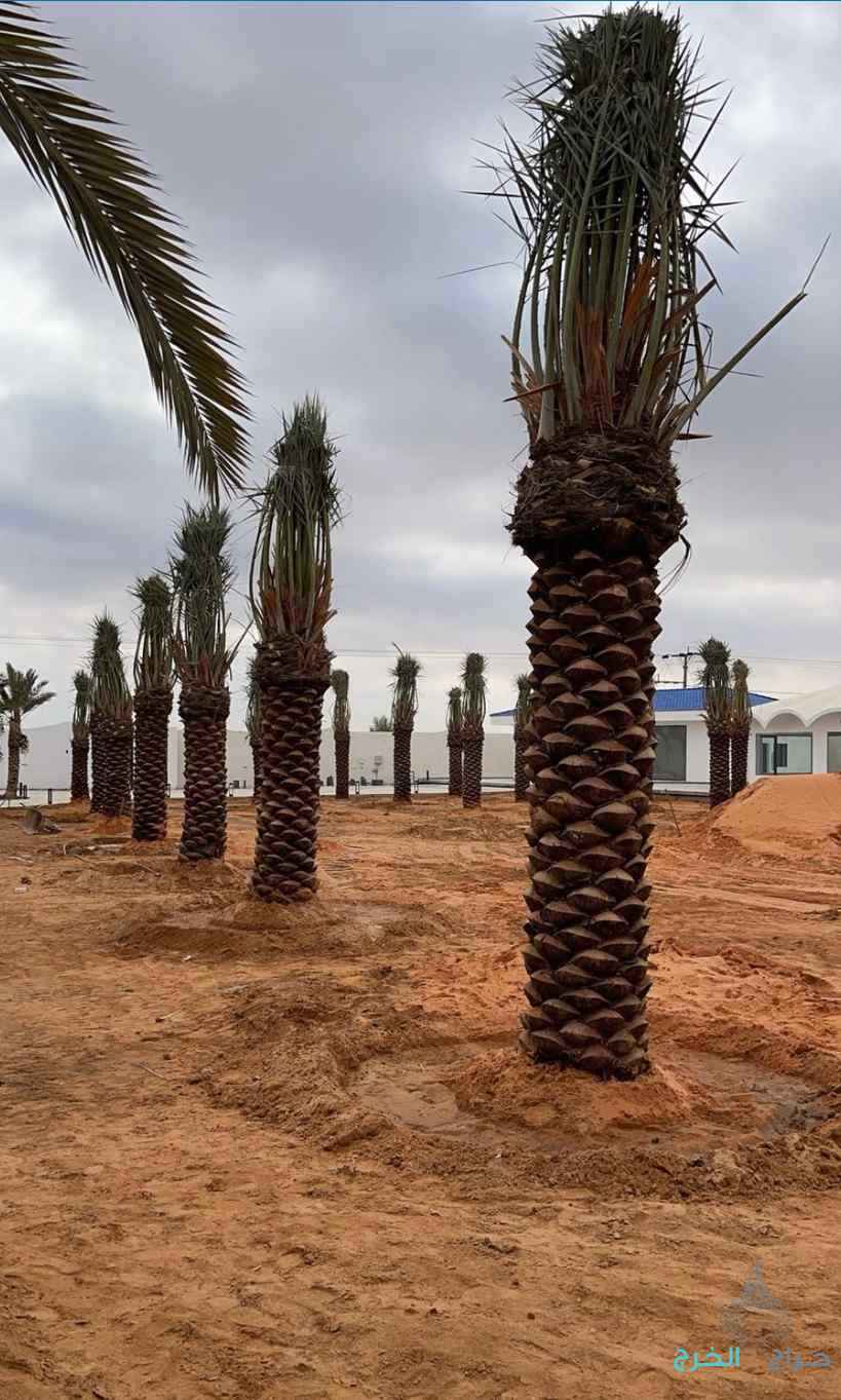نخل مثمر نخيل نقايل نخيل واشنطني إخلاص سكري برحي صقعي