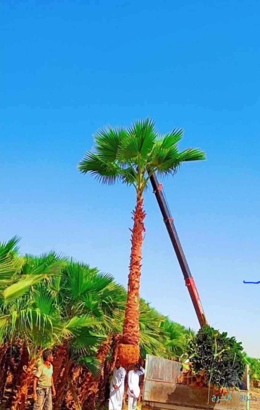 نخل مثمر نخيل نقايل نخيل واشنطني إخلاص سكري برحي صقعي