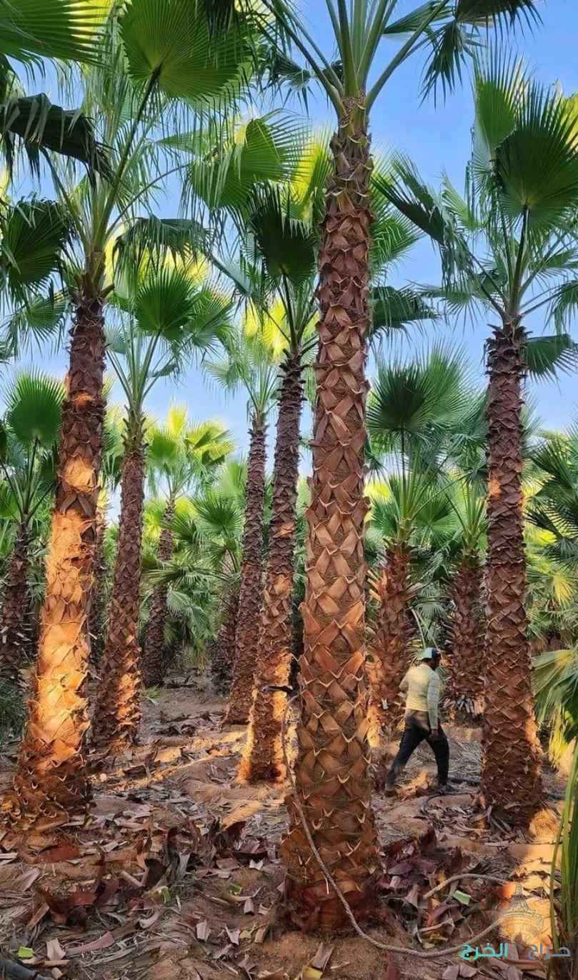 نخل مثمر نخيل نقايل نخيل واشنطني إخلاص سكري برحي صقعي