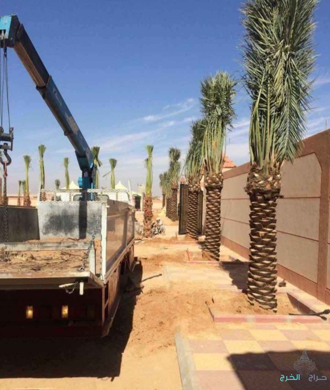 نخل مثمر للبيع إخلاص سكري برحي صقعي شيشي مجدول