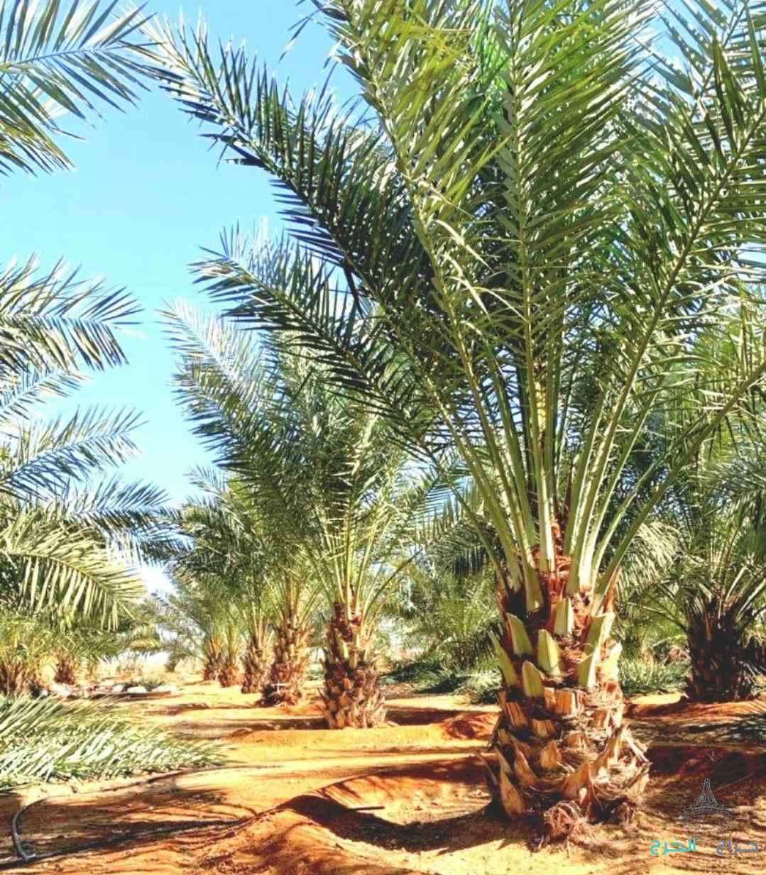 نخل مثمر للبيع إخلاص سكري برحي صقعي شيشي مجدول