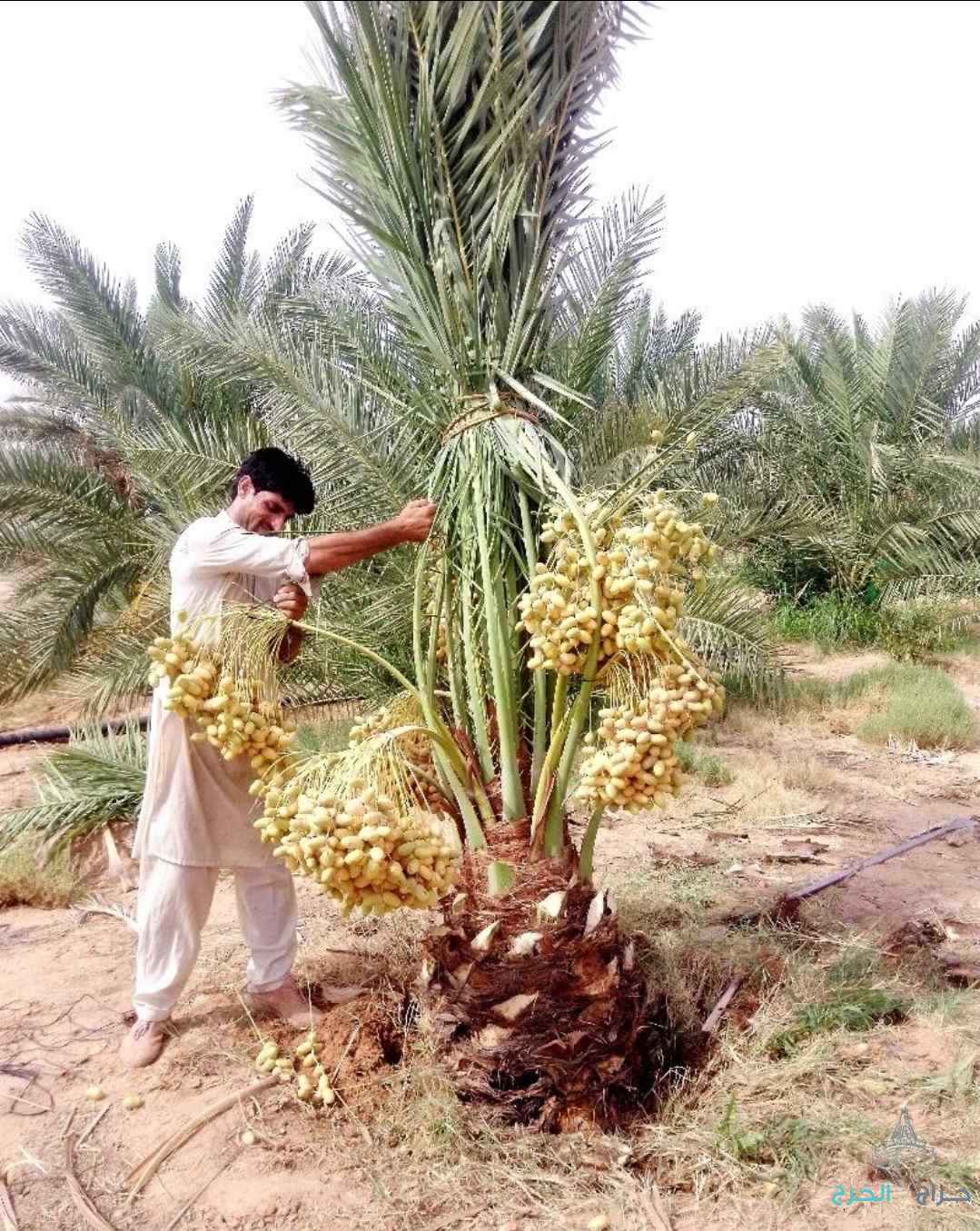 نخل مثمر للبيع إخلاص سكري برحي صقعي شيشي مجدول