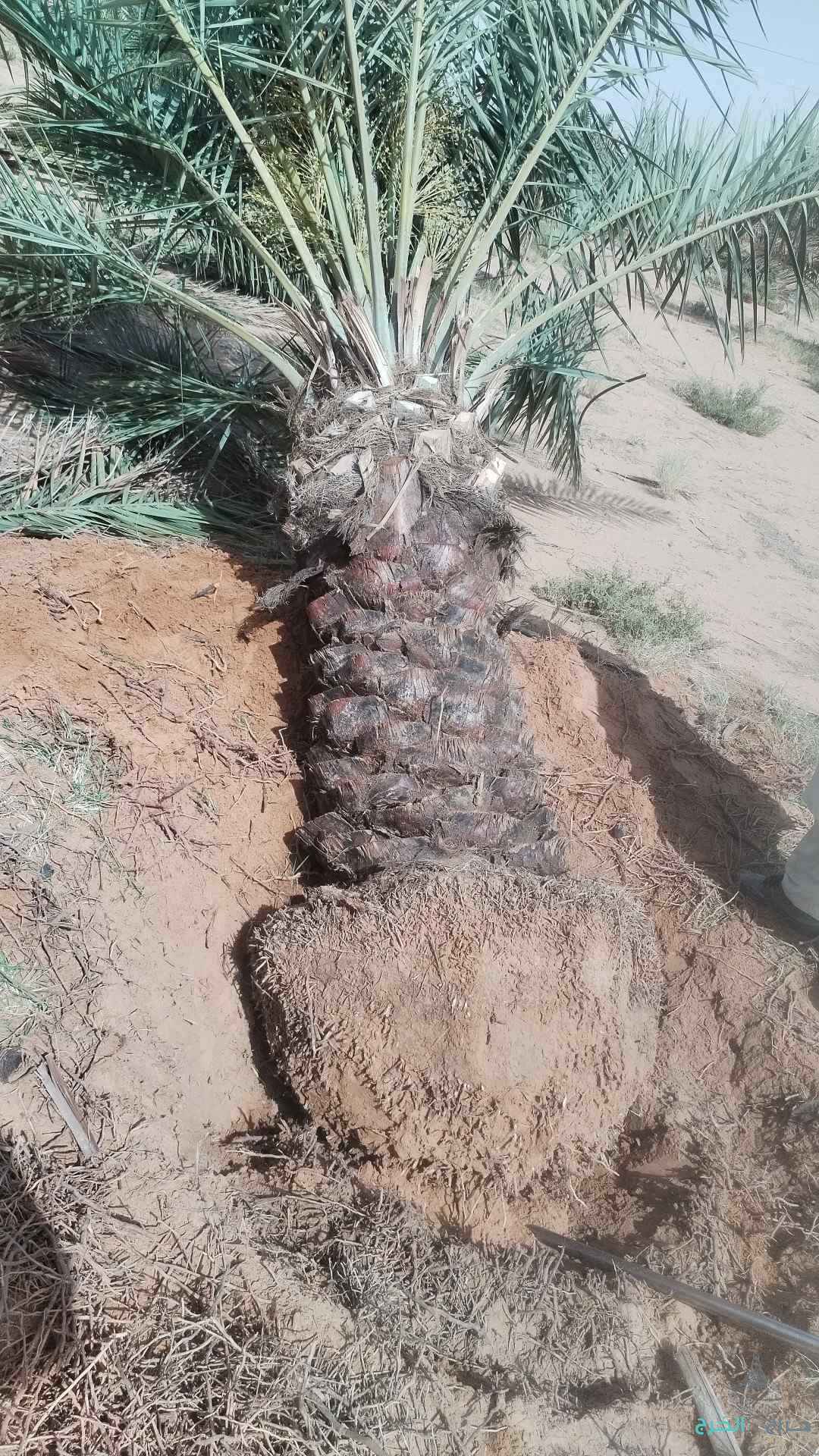 نخل زينه واشنطني ونخل عربي مثمر