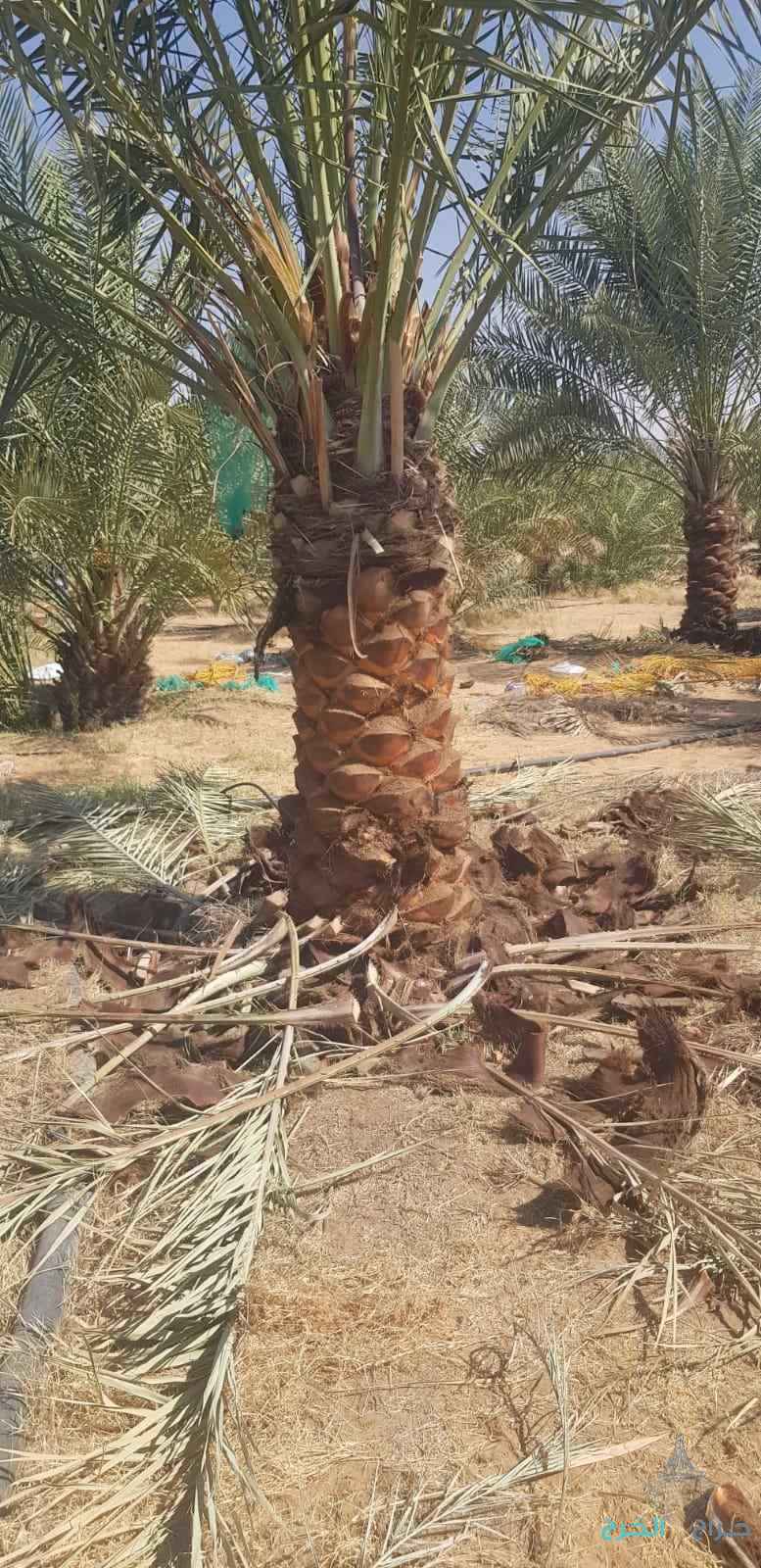 نخل زينه واشنطني ونخل عربي مثمر