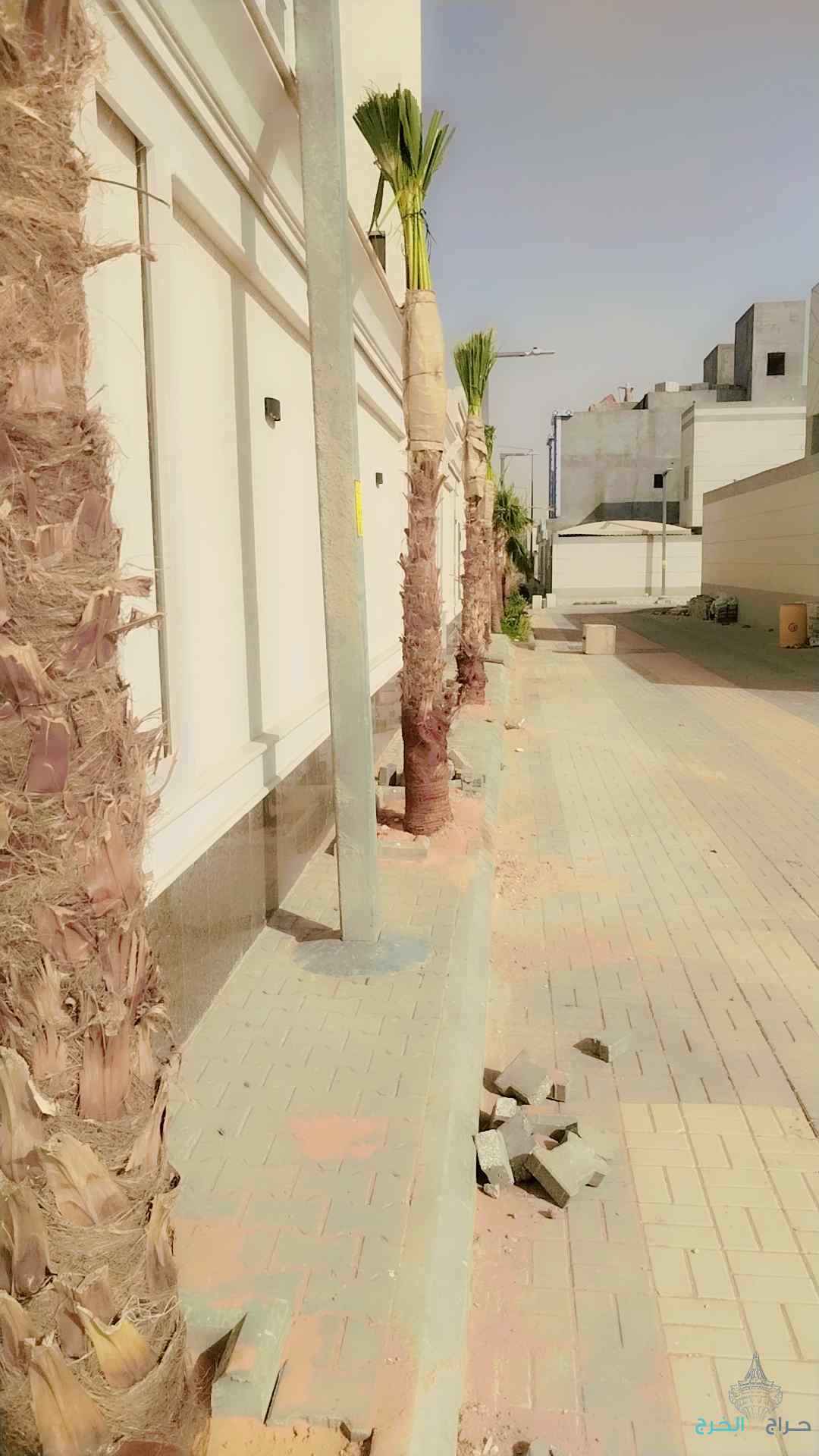 نخل زينه واشنطني ونخل عربي مثمر