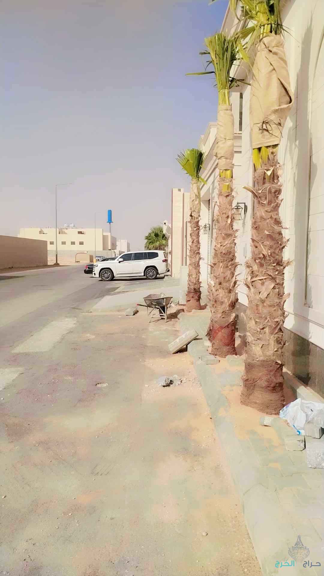 نخل زينه واشنطني ونخل عربي مثمر