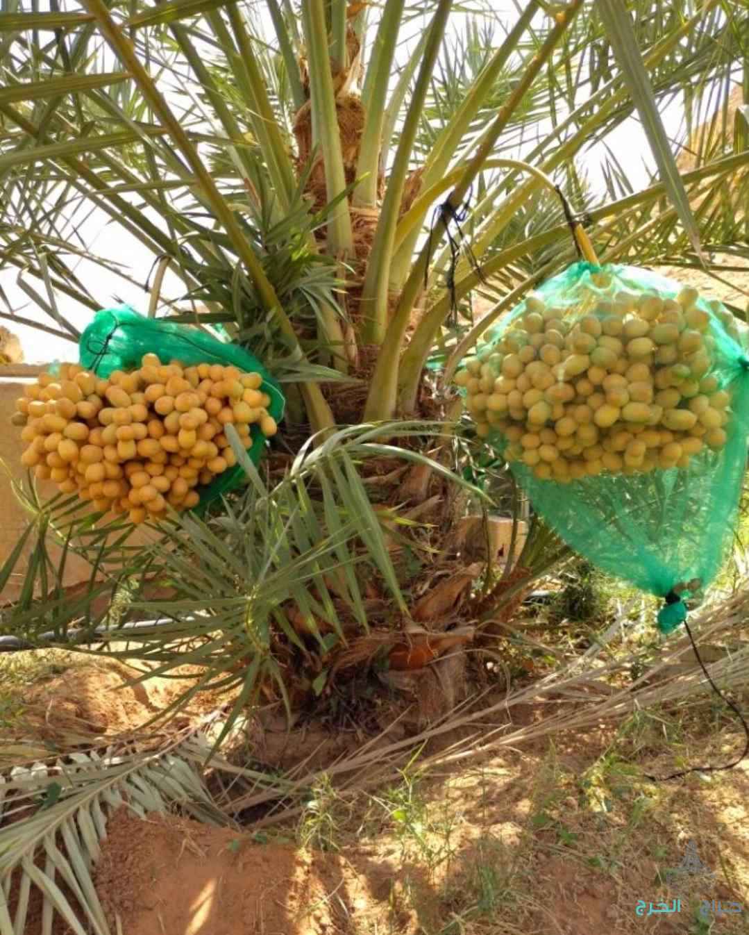 نخل مثمر للبيع نقايل جثايث إخلاص سكري برحي صقعي