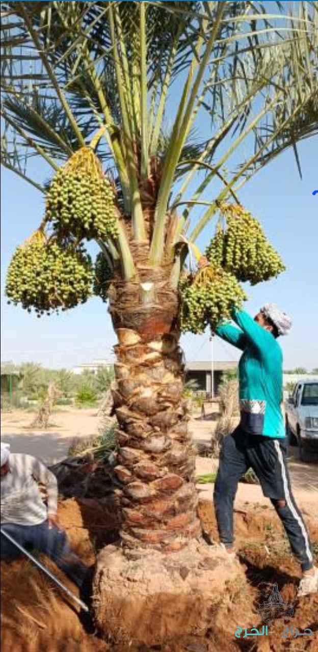 نخل مثمر للبيع نقايل جثايث إخلاص سكري برحي صقعي