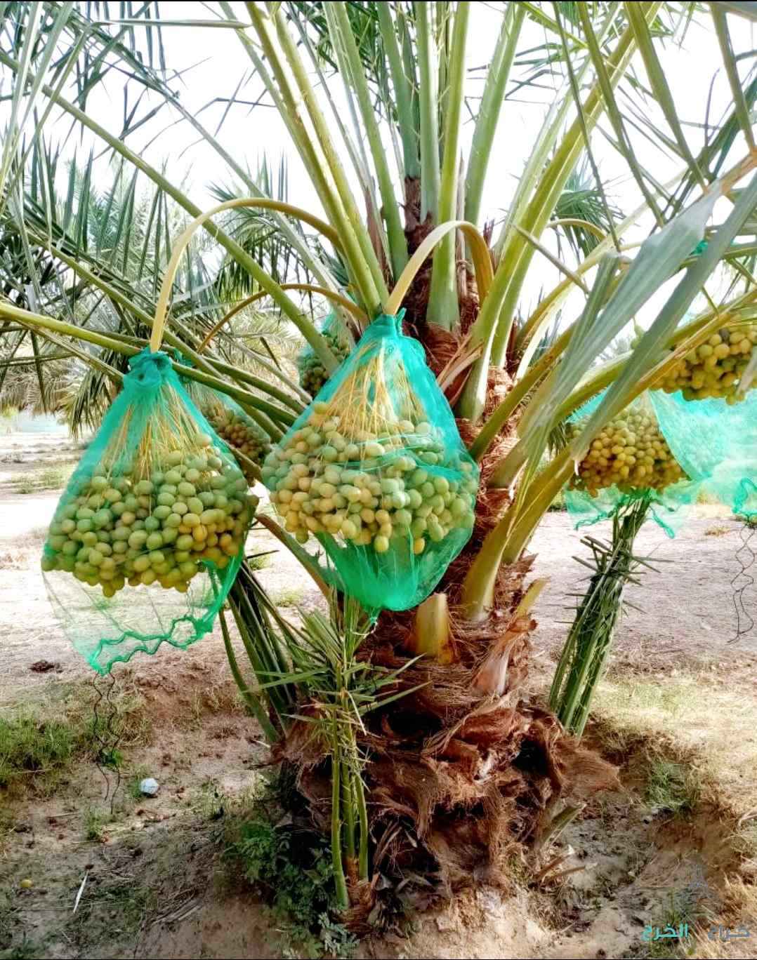 نخل مثمر للبيع نقايل جثايث إخلاص سكري برحي صقعي