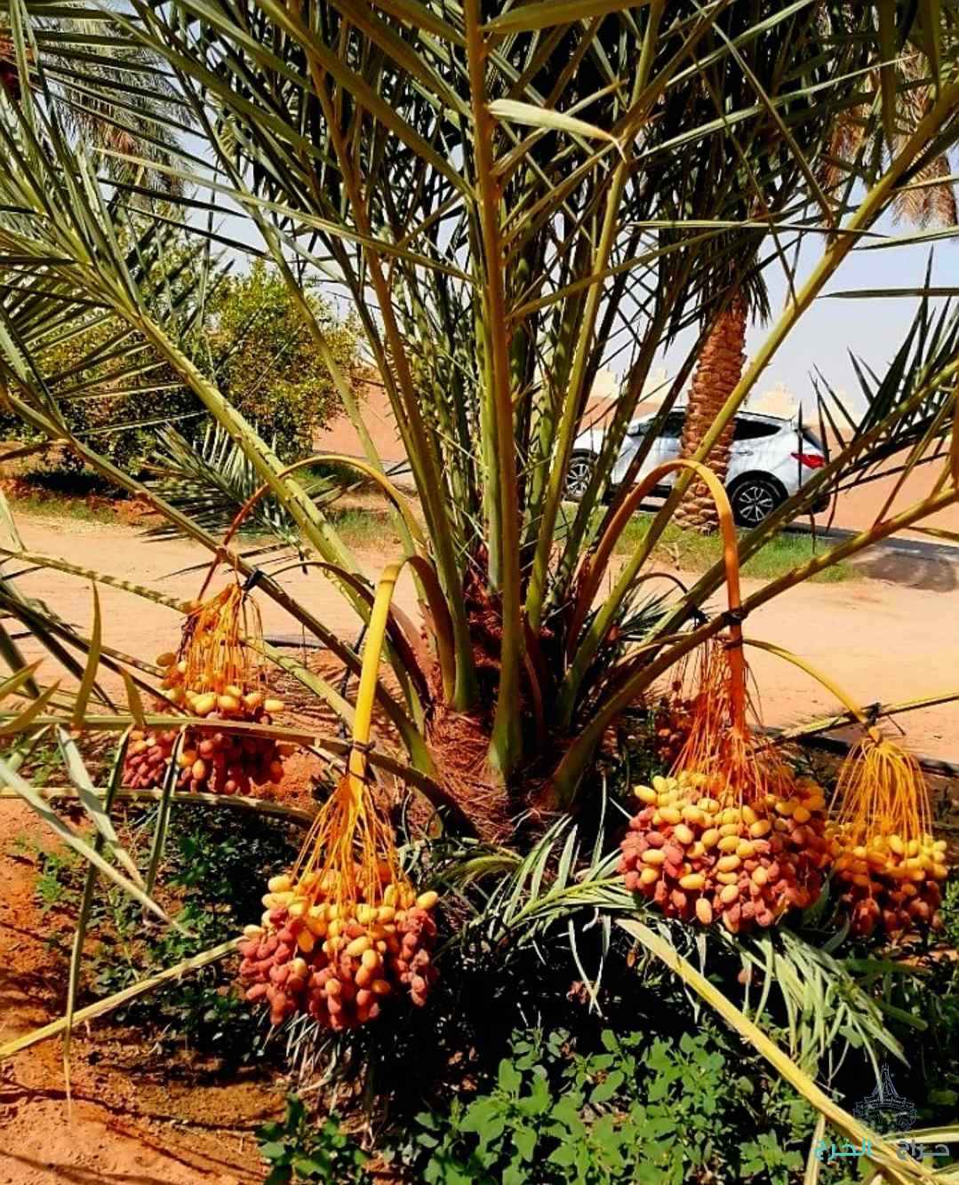 نخل مثمر للبيع نقايل جثايث إخلاص سكري برحي صقعي