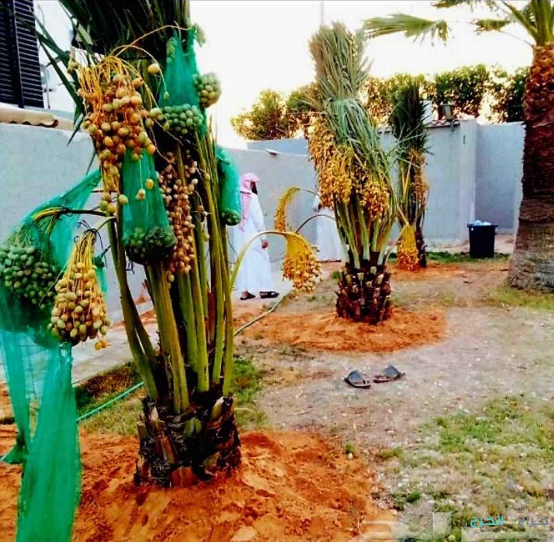 نخل مثمر للبيع نقايل جثايث إخلاص سكري برحي صقعي