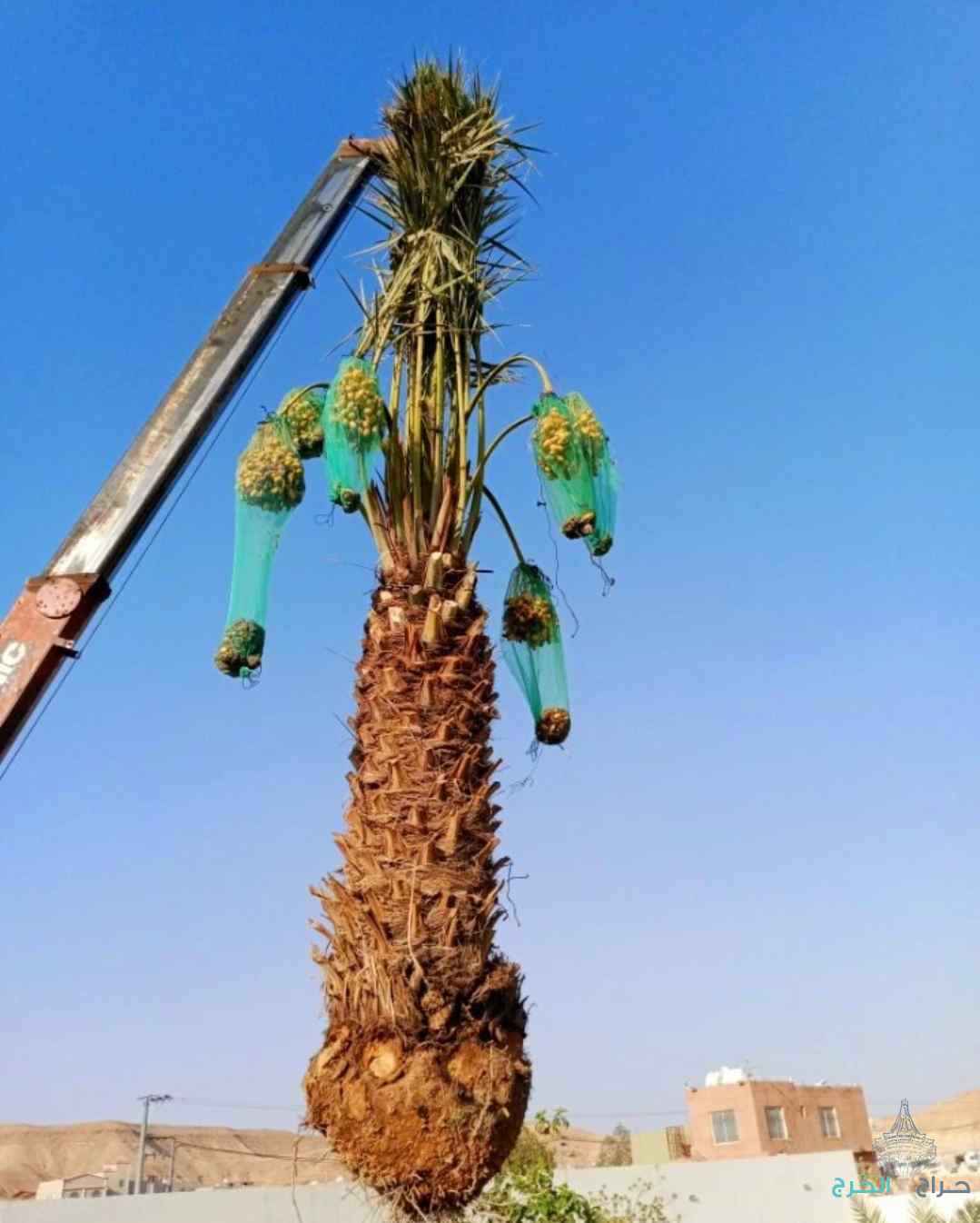نخل مثمر للبيع نقايل جثايث إخلاص سكري برحي صقعي