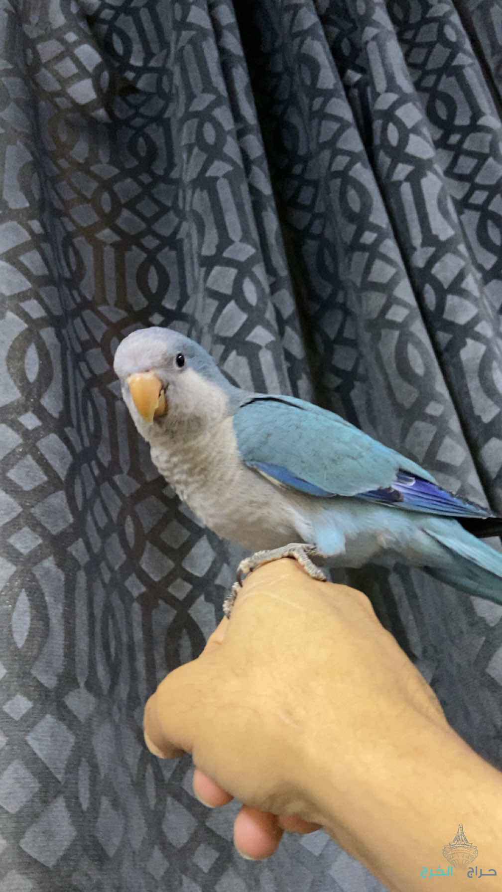 طيور زينه 