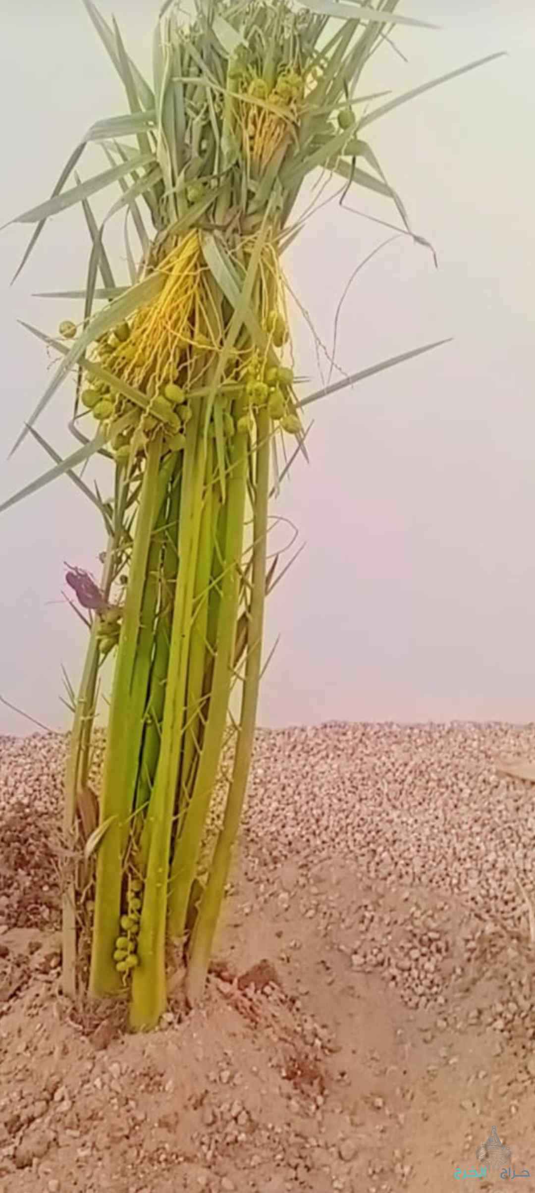 نخيل مثمر للبيع نفس المقاسات للبيع 