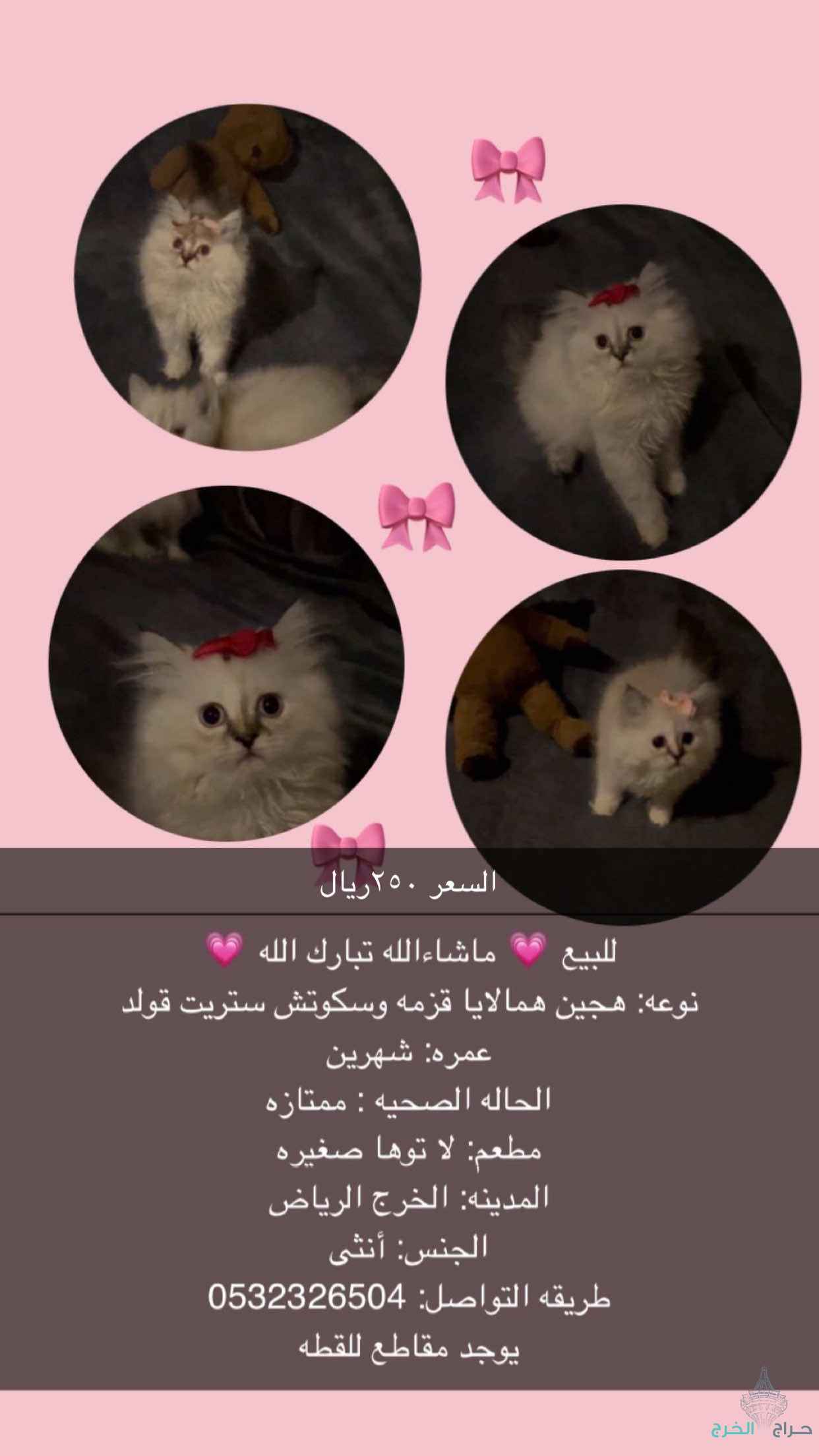 الخرج 