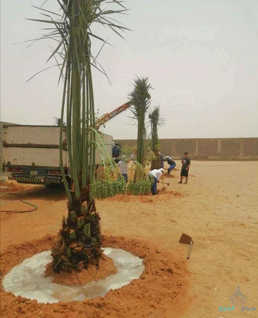 نخل مثمر نخيل نقايل إخلاص سكري برحي صقعي شيشي