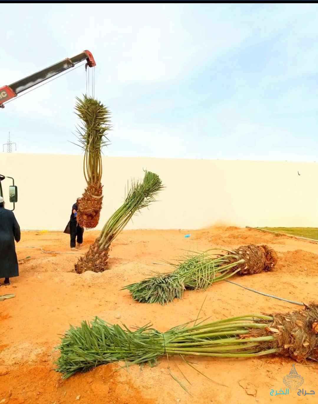 نخل مثمر نخيل نقايل إخلاص سكري برحي صقعي شيشي