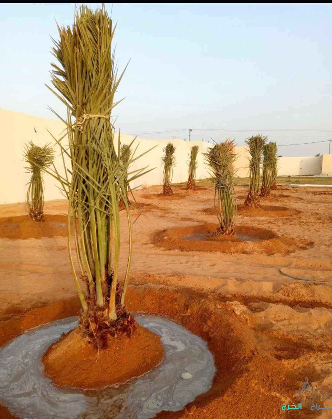 نخل مثمر نخيل نقايل إخلاص سكري برحي صقعي شيشي