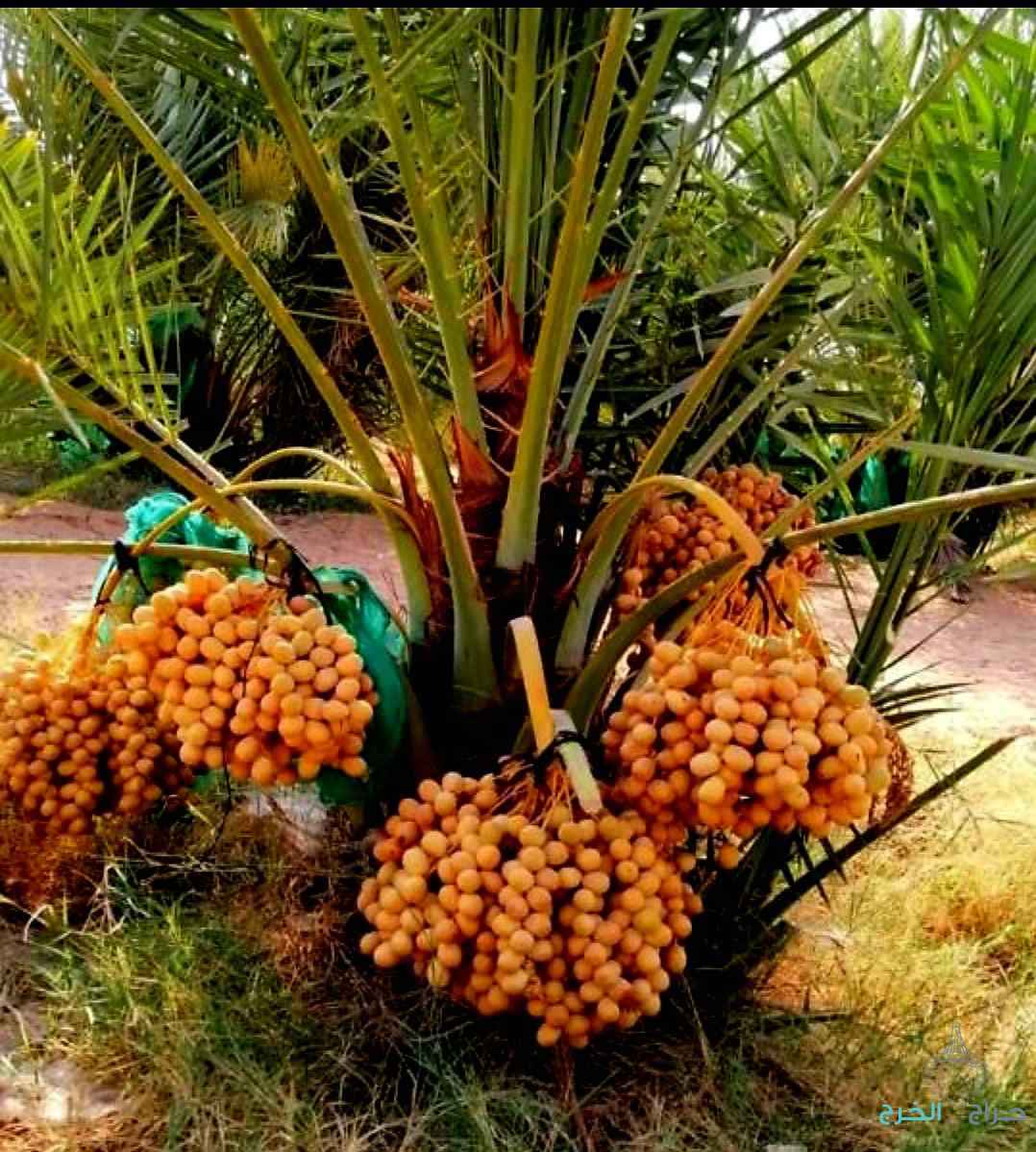 نخل مثمر نخيل نقايل إخلاص سكري برحي صقعي شيشي