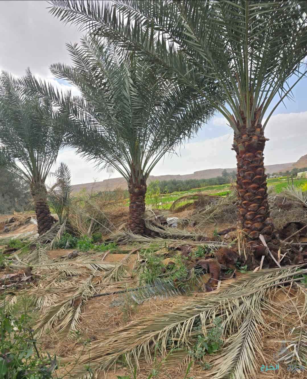 نخل مثمر نخيل نقايل إخلاص سكري برحي صقعي شيشي