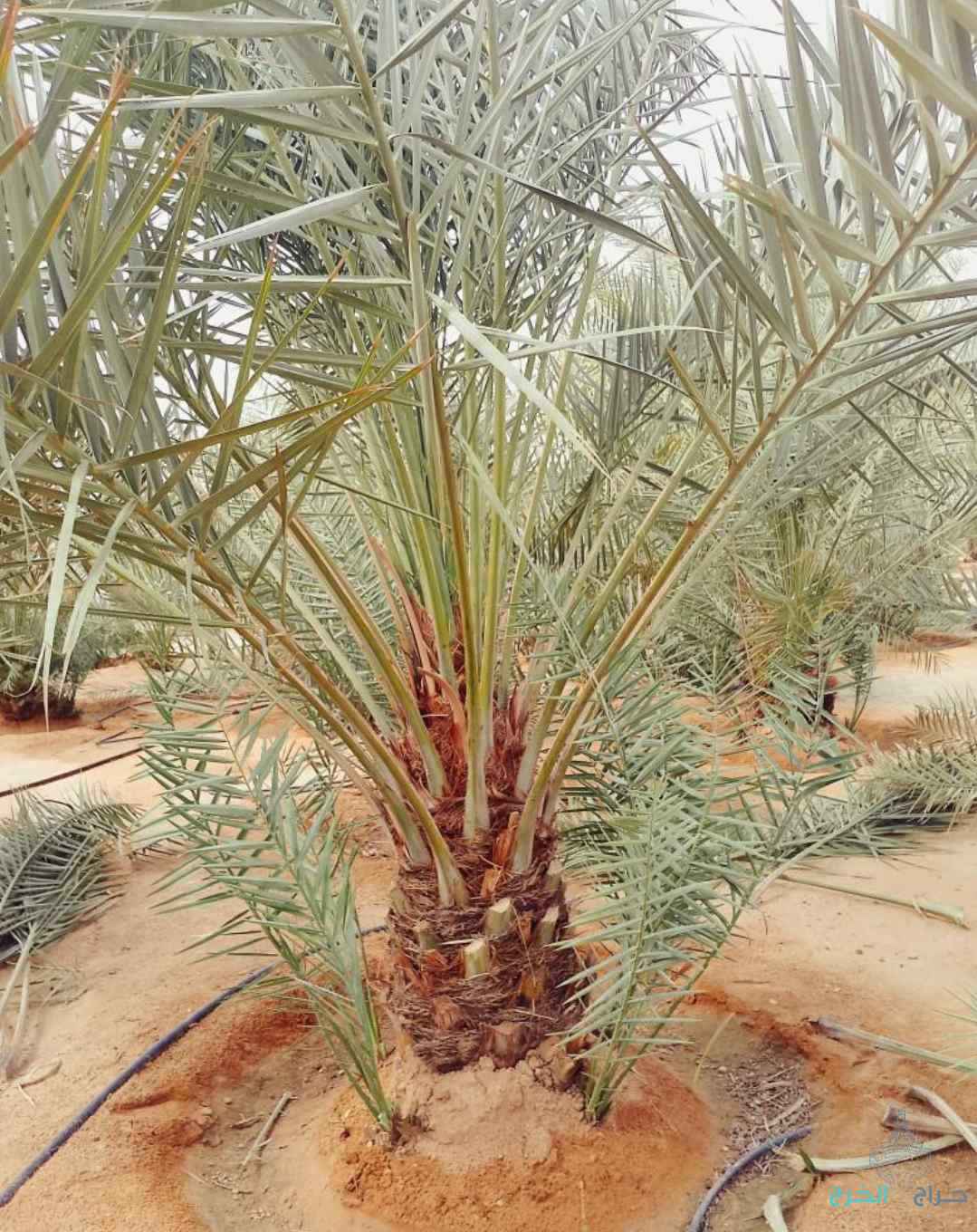 نخل مثمر نخيل نقايل إخلاص سكري برحي صقعي شيشي