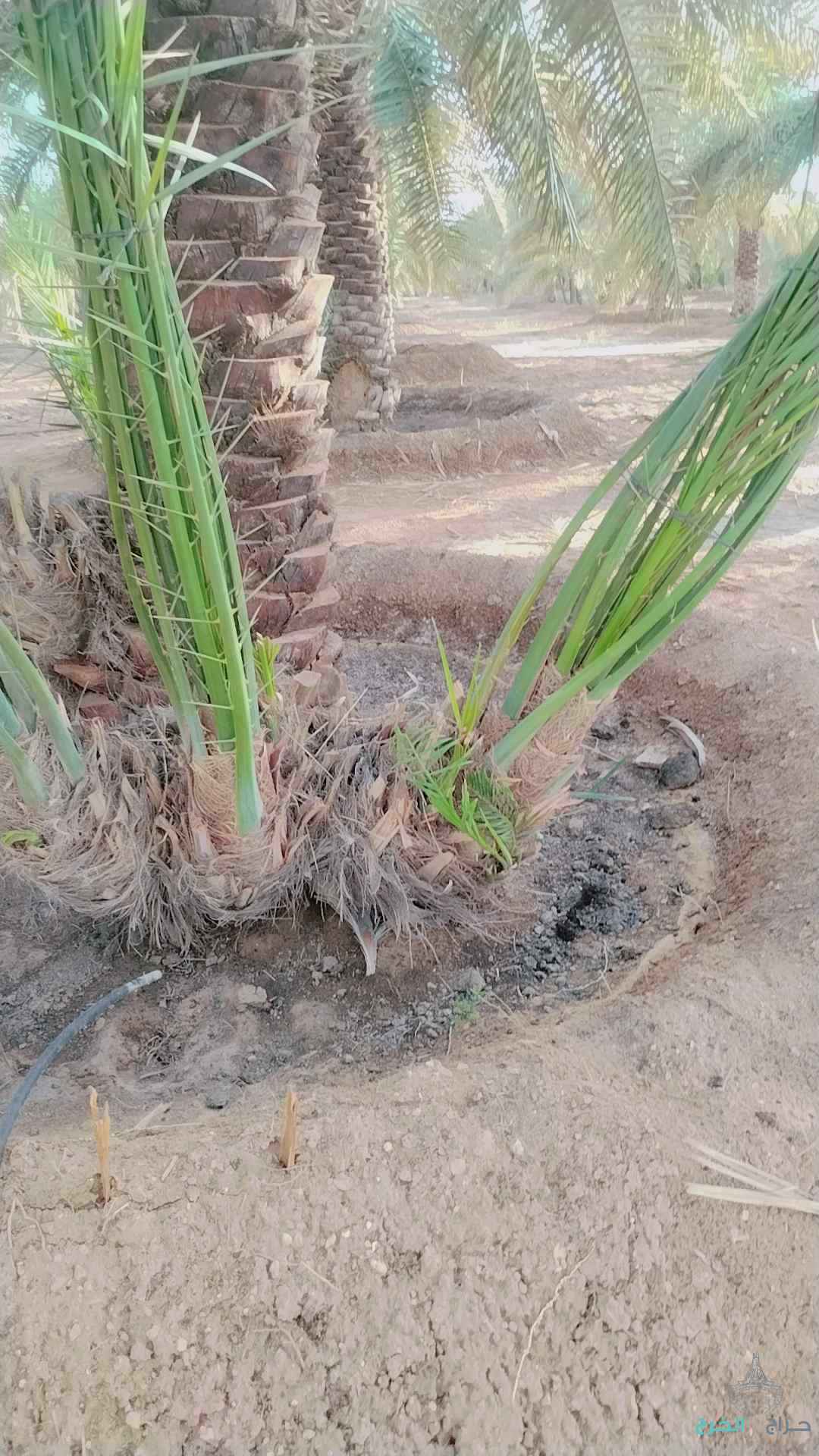 نخل عربي مثمر خلاص برحي سكري شيشي هلالي صقعي مجدوله شبيبي عجوه وجميع انواعه
