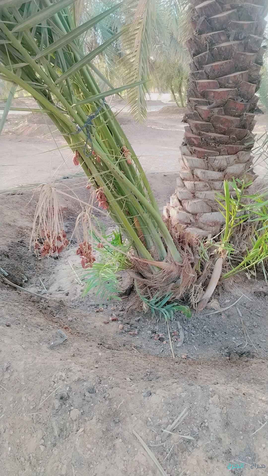 نخل عربي مثمر خلاص برحي سكري شيشي هلالي صقعي مجدوله شبيبي عجوه وجميع انواعه